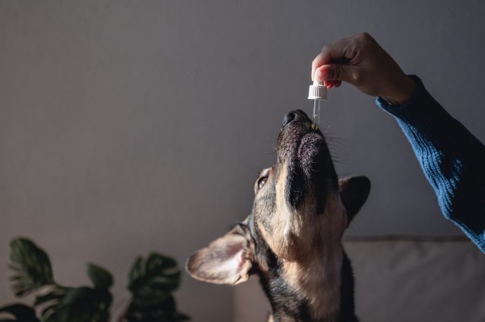 The Benefits of CBD Oil for Pets